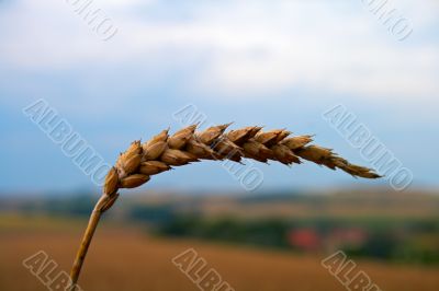Wheat