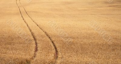 Track of wheat field