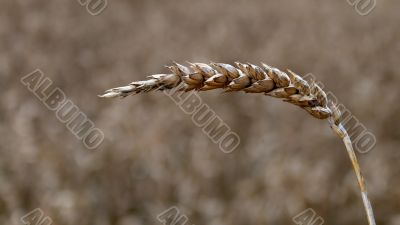 Wheat