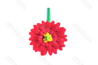 Plastic Flower