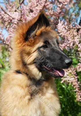 puppy tervuren