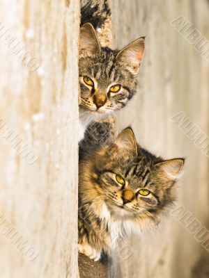 spring cats