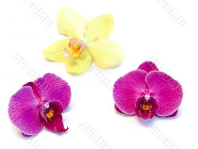 orchids
