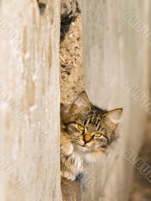 spring cat
