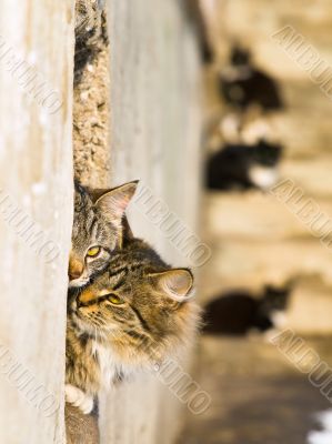 cats