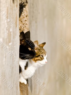 cats