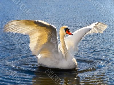 swan