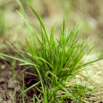 green grass