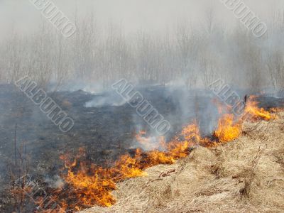 wildfire
