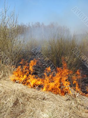 wildfire
