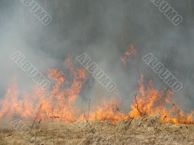 wildfire