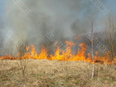 wildfire