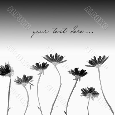 Chrysanthemums