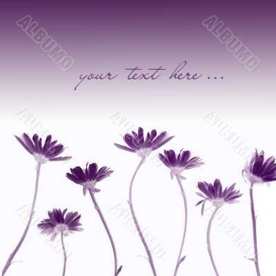Chrysanthemums