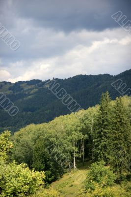 Birchwood in the forest