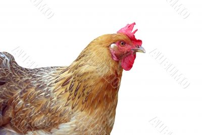 Hen isolated on the white