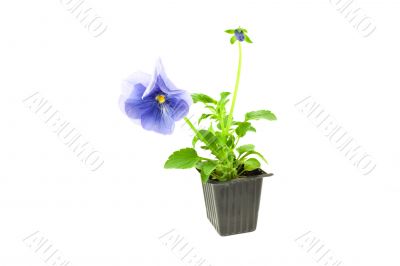 violet pansy`s sprout in plastic box