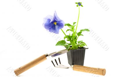 violet pansy`s sprout in plastic box and gardening tools