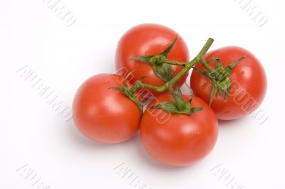 Tomato