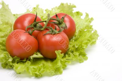 Group red tomato on leaf lettuce.