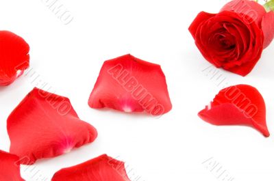 Lots of rose leafs with red rose isolated on white background