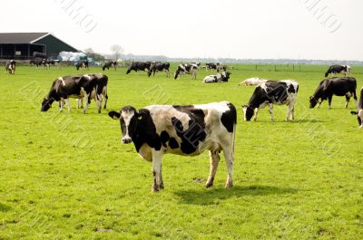 a lot of cows in a fresh meadow field