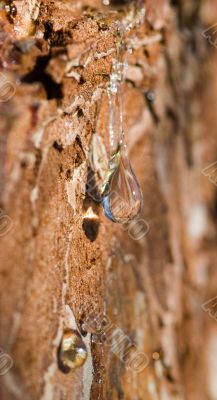 Drop of pine resin