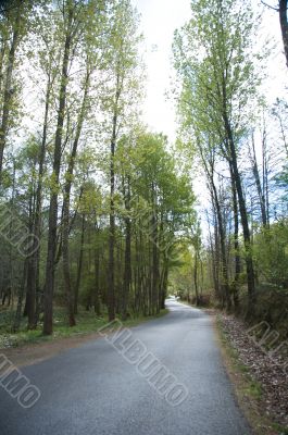 road through the trees