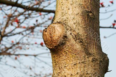 Tree trunk