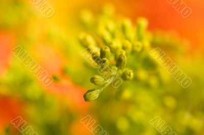Yellow floret