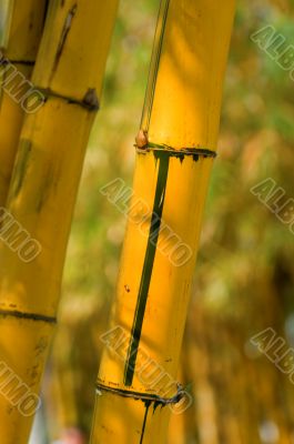 Bamboo