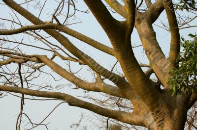 Tree trunk