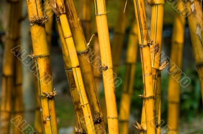 Bamboo