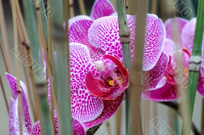 Pink orchid
