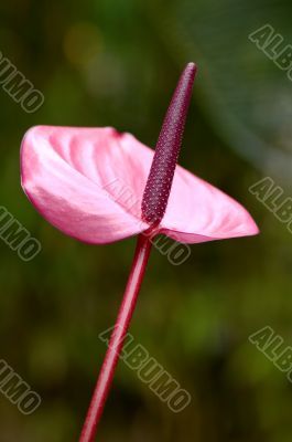 Purple flamingo flower