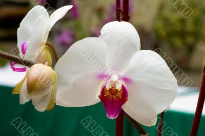 White orchid