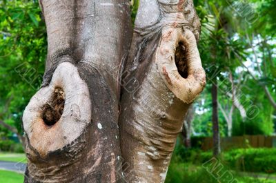 Tree trunk
