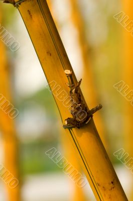 Bamboo