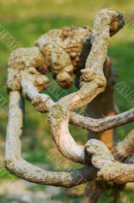 Tree root