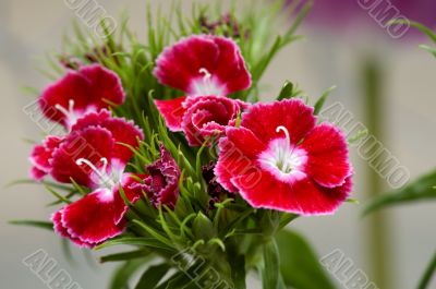 Pink flowers