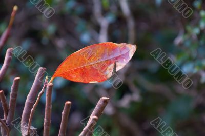 Details of leaf