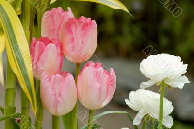 Pink tulips