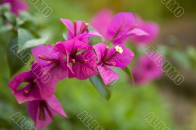 Bougainvillea flowers