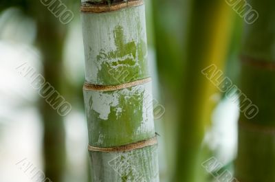 Bamboo