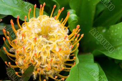 Yellow blooming protea pincushion