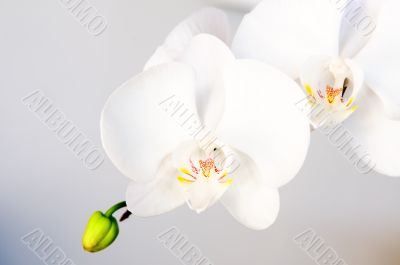 White orchid