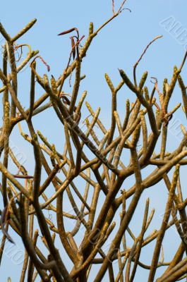 Abstract tree branches