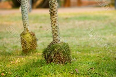 Tree roots