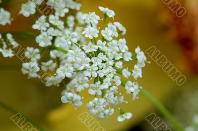 White floret