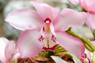 Pink orchid